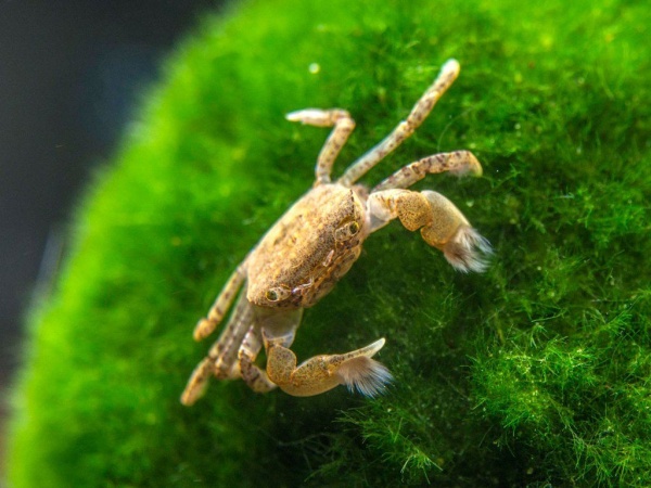 КРАБ ПОМПОН  водный (PTYCHOGNATHUS BARBATUS)