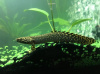 Полиптерус Орнатипиннис (Polypterus ornatipinnis) 15-16 см
