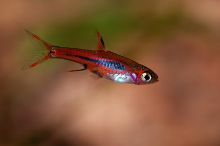 Микрорасбора Бригитты (Boraras brigittae)