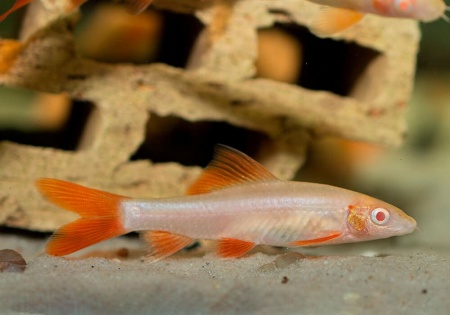 Лабео альбинос (Labeo frenatus albino)