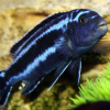 Цихлида Меланохромис Майнгано (Pseudotropheus cyaneorhabdos)