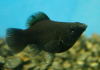 Моллинезия черная баллон (Poecilia sphenops black Molly balloon)