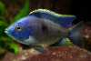 Цихлида Копадихромис Азуреус (Copadichromis azureus)