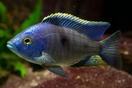 Цихлида Копадихромис Азуреус (Copadichromis azureus)