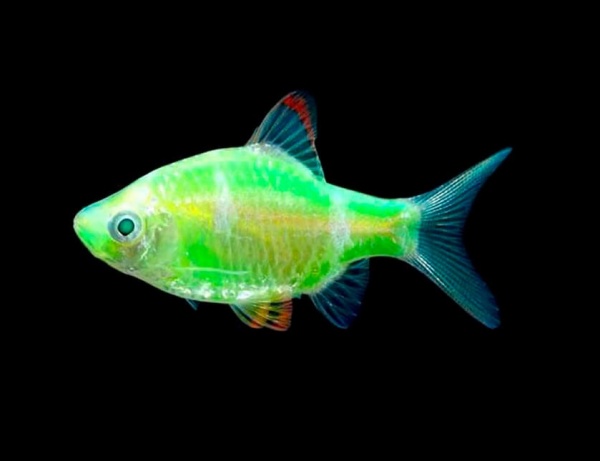 Барбус гонконг глофиш зеленый (Barbus GloFish)