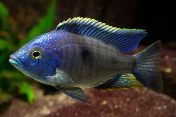 Цихлида Копадихромис Азуреус (Copadichromis azureus)