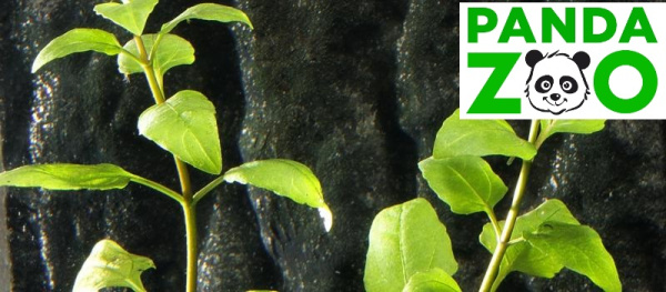 Акмелла ползучая  (Acmella repens ) L189