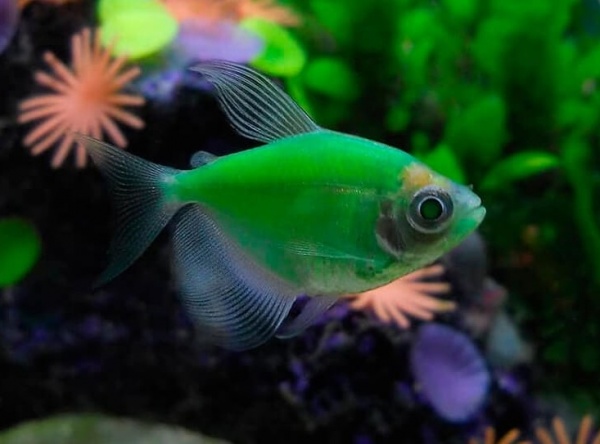 Тернеция Glo Fish Мятная (Gymnocorymbus ternetzi)  1,5-2 см