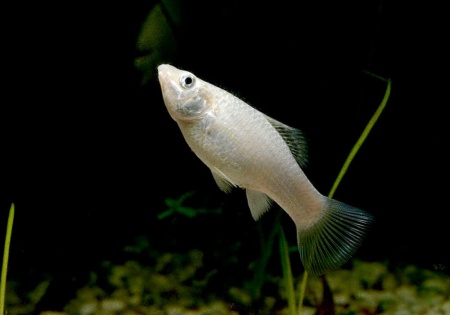 Моллинезия снежинка сербристая (Poecilia latipinna Silver Molly)