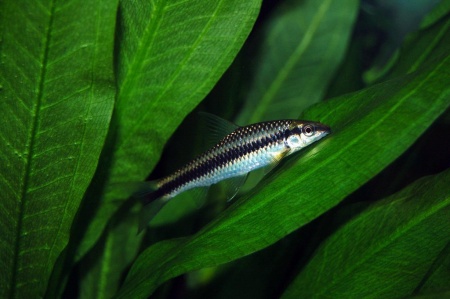 Кроссохейлус Сиамский водрослеед (Crossocheilus siamensis) 3-4 см 