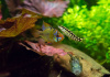 Цихлида Апистограмма Рамирези (apistogramma ramirezi) 3 см
