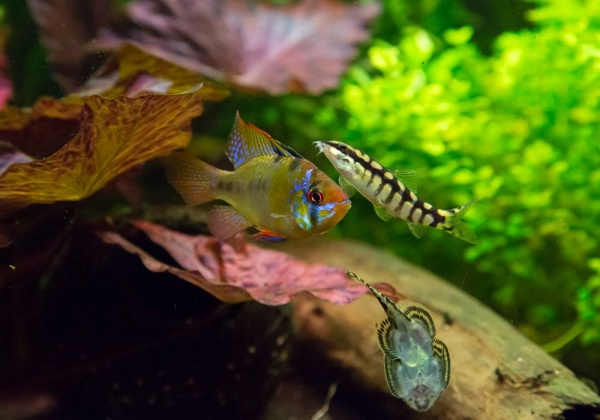 Цихлида Апистограмма Рамирези (apistogramma ramirezi) 3 см