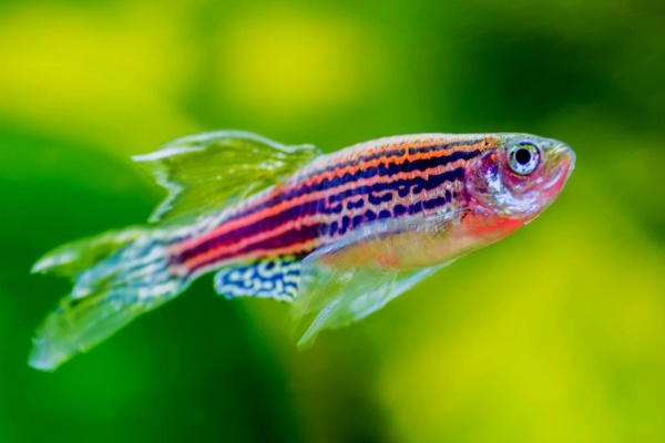 Данио рерио Глофиш коралловый (Danio rerio glofish)