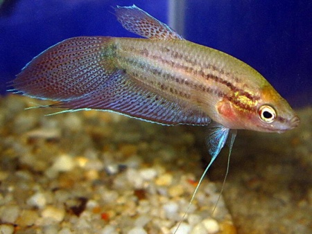 Гурами Ворчащий (Trichopsis vittata)