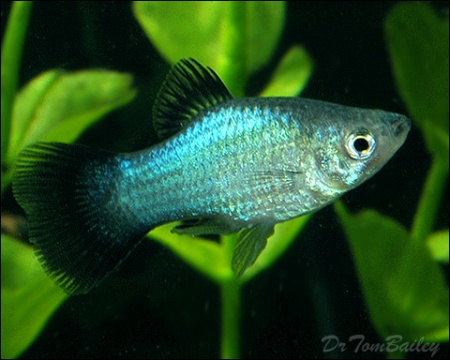 Пецилия голубая чернохвостая (Xiphophorus maculatus blue blacktail)