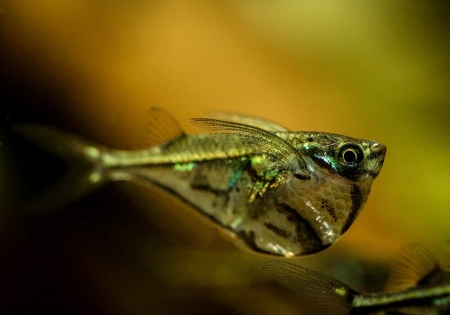 Карнегиелла мраморная (Carnegiella strigata)