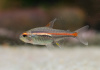 Тетра светлячок Эритрозонус (Hemigrammus Erythrosonus)