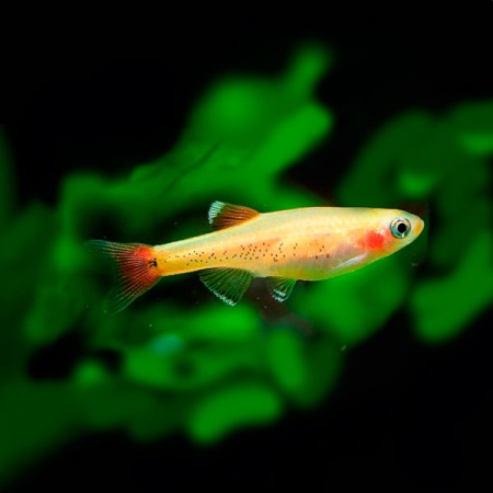 Кардинал золотой (Tanichthys albonubes gold) 2 см 