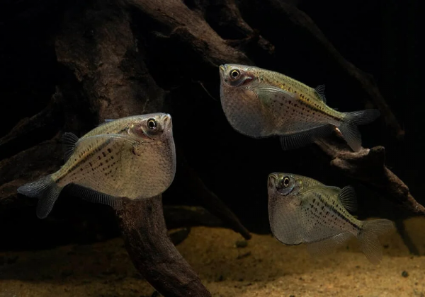 Серебряная клинобрюшка (Gasteropelecus levis)