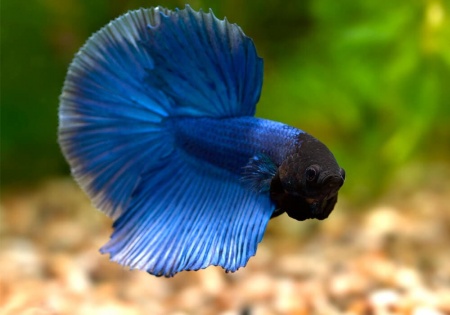 Петушок Петушок Супер Дельта сапфир самец Betta-male super delta blue-sapphire)