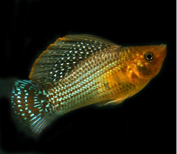 Моллинезия зеленая (Poecilia sphenops Green Sailfin Molly)
