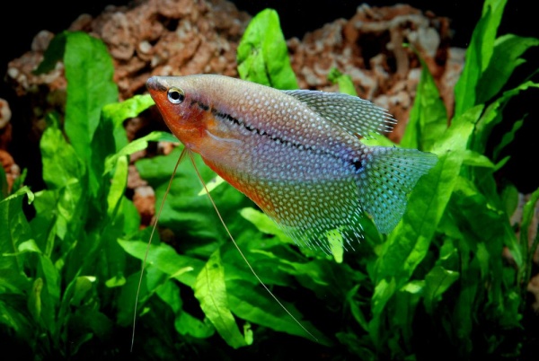 Гурами жемчужный (Trichogaster leerii)  2,5 см