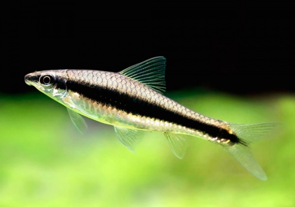Кроссохейлус Сиамский водрослеед (Crossocheilus siamensis) 3-4 см 