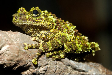 Телодерма лишаистая (Theloderma corticale) лягушка 