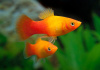 Пецилия солнечная закат (Xiphophorus maculatus sunset Platy) сансэт