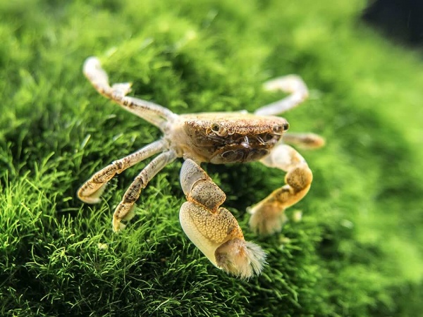 КРАБ ПОМПОН  водный (PTYCHOGNATHUS BARBATUS)