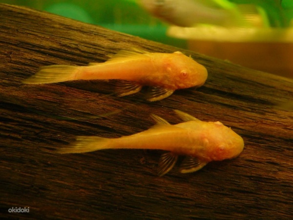Анциструс золотой - (Ancistrus dolichopterus gold) сом - присоска.3,5-4 см