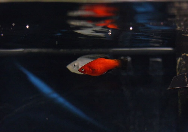 Пецилия красная чернохвостая (Xiphophorus maculatus red black tail)