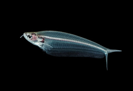 Стеклянный сом (Kryptopterus vitreolus)