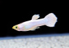 Гуппи белый снег (Guppy white snow)