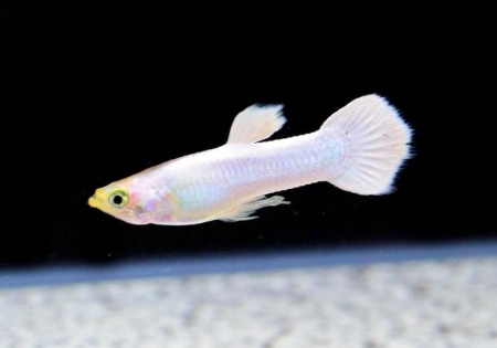 Гуппи белый снег (Guppy white snow)