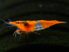 Креветка Рили Orange Rili Br Shrimp  (Neocaridina heteropoda)