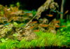 Тетра Аманда (Hyphessobrycon Amandae) 1,8  см