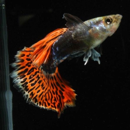 Гуппи красная мозаика (Poecilia reticulata red mosaic)