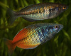 Радужница Боэсмана (Melanotaenia boesemani)