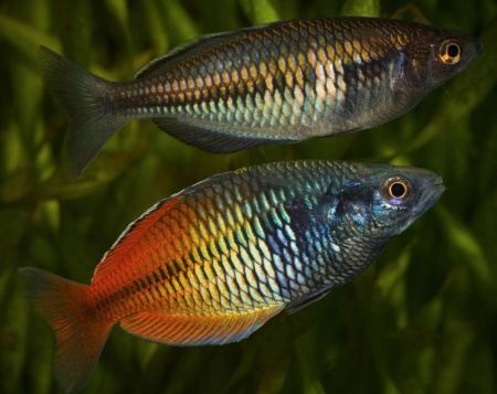 Радужница Боэсмана (Melanotaenia boesemani)