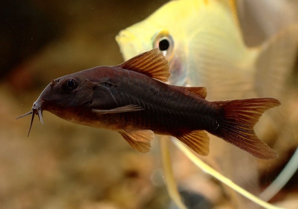 Коридорас Венесуэла Блэк (Corydoras Aeneus Black) сом