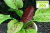 Echinodorus Quadricolor- Эхинодорус Квадриколор E193