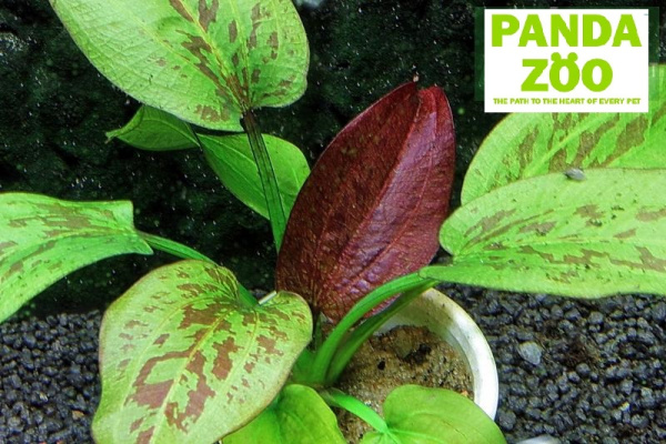 Echinodorus Quadricolor- Эхинодорус Квадриколор E193