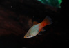 Пецилия голубой корал (Xiphophorus maculatus Blue Coral Platy)