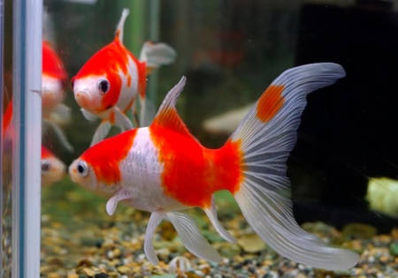 Золотая рыбка Комета сакура (Goldfish Comet Sacura)