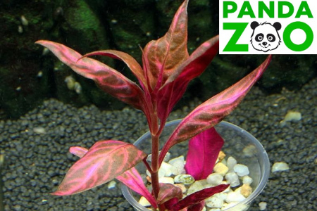  Альтернантера рейнеки вариегата Alternanthera reinecki variegated L017