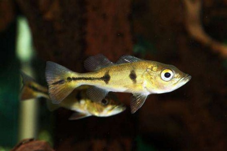 ЦИХЛА ОЦЕЛЛЯРИС (Cichla ocellaris) 4-4,5 см