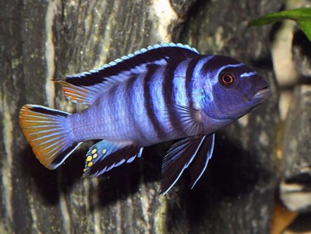 Цихлида Элонгатус псевдотрофеус Мпанга (pseudotropheus elongatus mpanga)