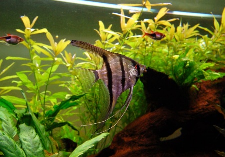 Скалярия Зебра бриллиантовая (pterophyllum zebra Diamond)