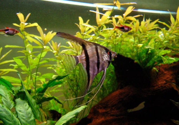 Скалярия Зебра бриллиантовая (pterophyllum zebra Diamond)